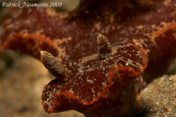Nudibranch Anilao taken with Canon 400 D + 100mm Macro lens by Patrick Neumann 